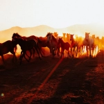 Традиционные символы Дикого Запада в современной культуре